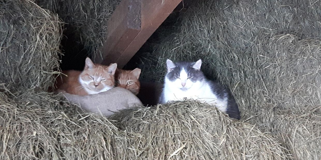 Three cats resting on hay bales in a barn.