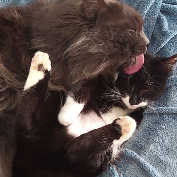 Two cats cuddling, one grooming the other with a lick.