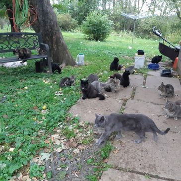 Multiple cats relaxing outdoors on grass and pavement near a bench and tree.