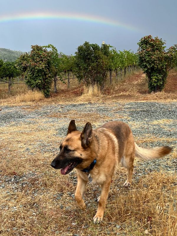 German Shepherd at a Vineyard.  Jasmine.  Rothman Wines.  Cavern Vineyards. 