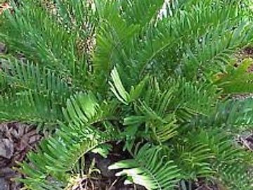 Coontie Palm