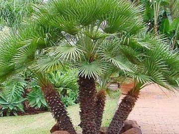 European Fan palm