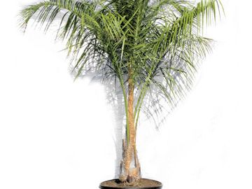 Mule palm