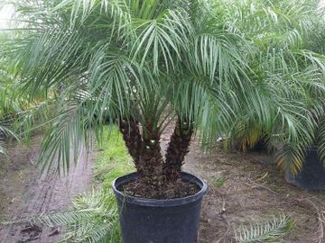 Roebellini - Pygmy Date Palm