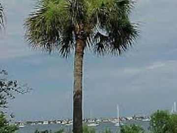 Sabal cabbage palm