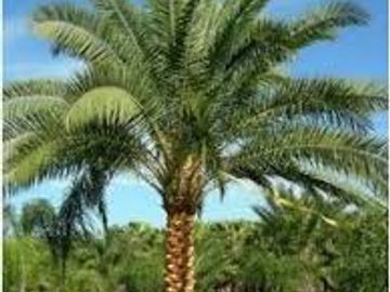 Sylvester Palm