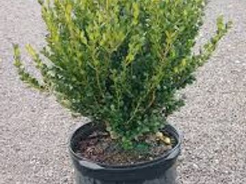 Wintergreen boxwood