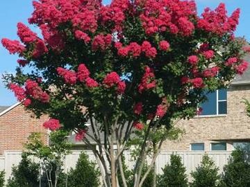 Crape Myrtle