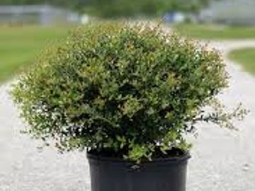 Dwarf schilling, dwarf holly