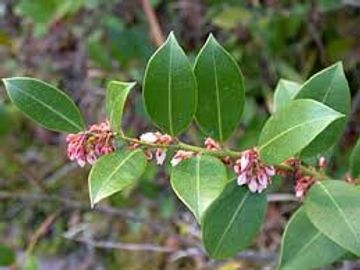 Fetterbush