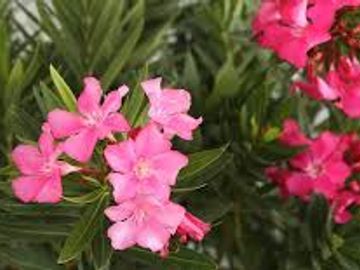 Oleander