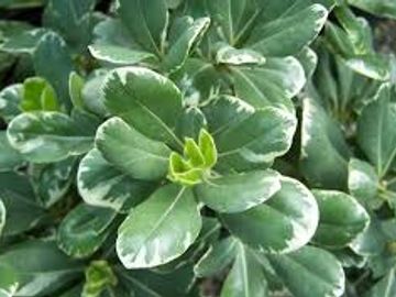 Pittosporum