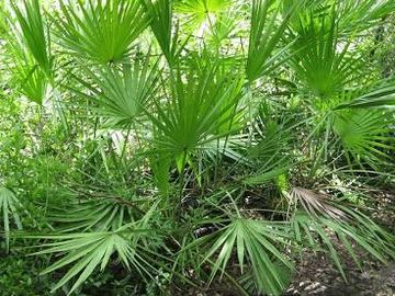 saw palmetto