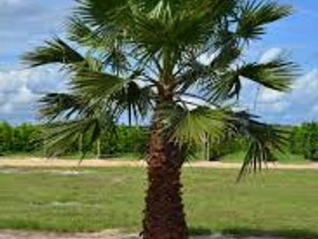 Washingtonia Palm