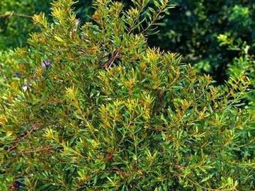 Wax Myrtle