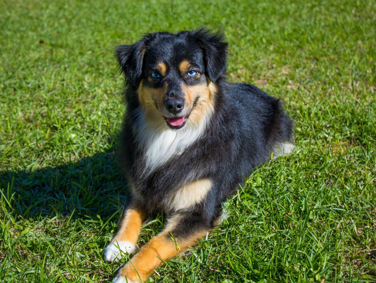 A black and tan dog with striking blue eyes lies on green grass.