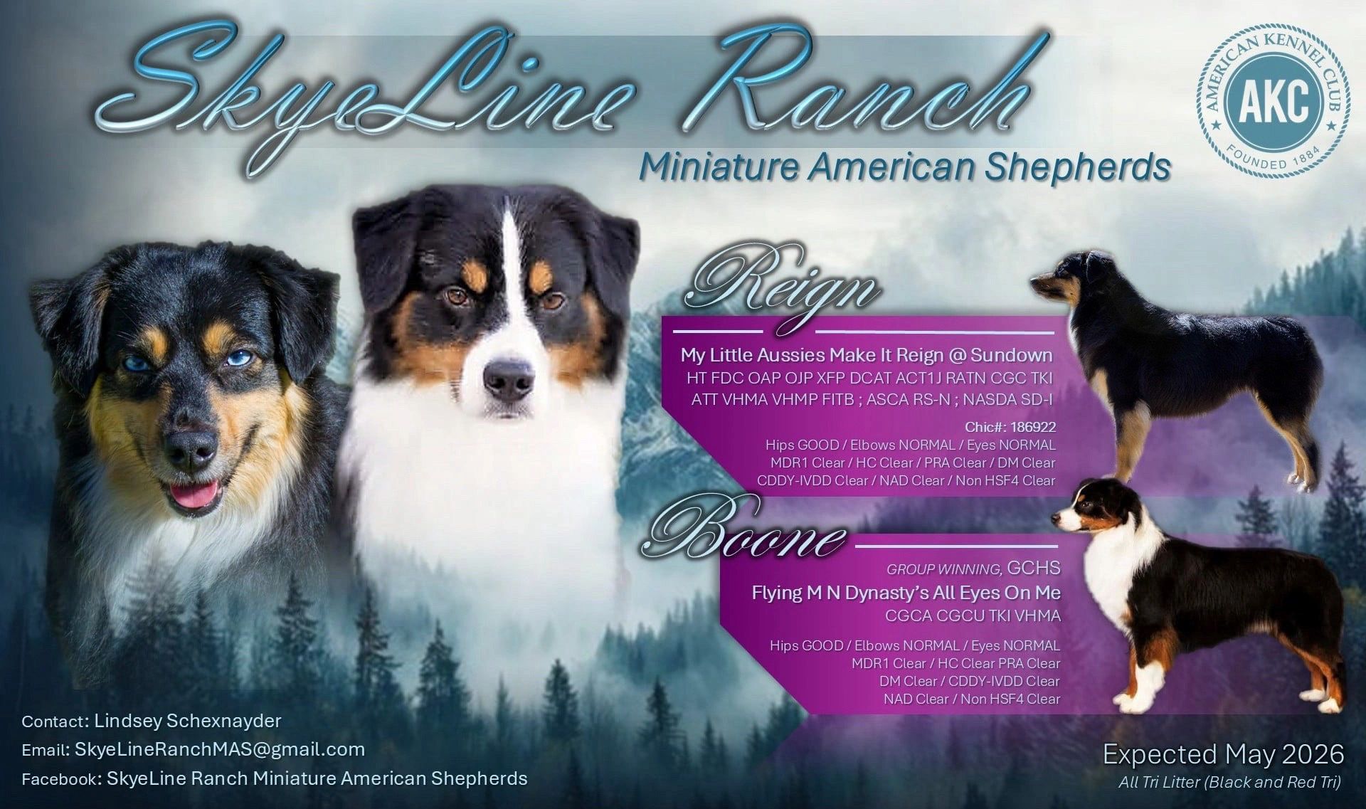 SkyeLine Ranch Miniature American Shepherds with detailed lineage and health certifications, expecting a litter in May 2026.