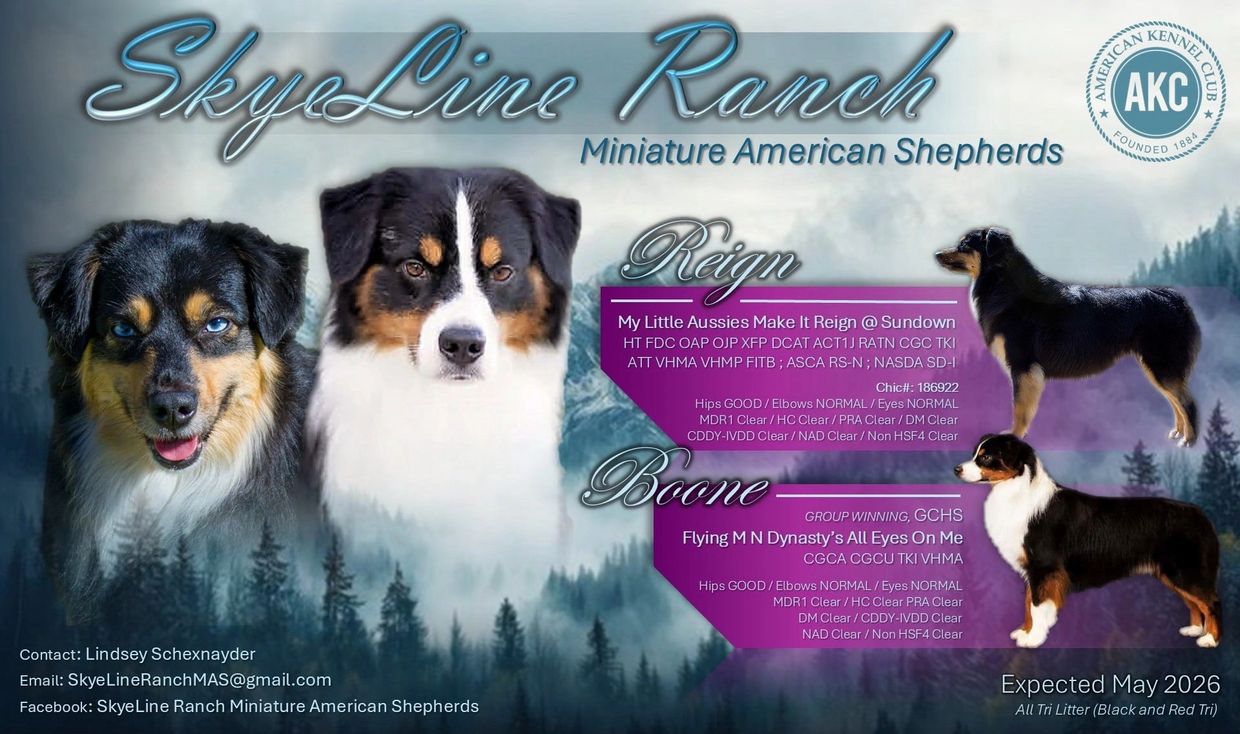 SkyeLine Ranch Miniature American Shepherds showcasing Reign and Boone with health clearances.