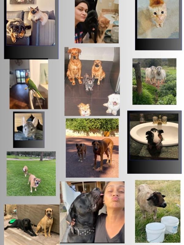 Collage of various pets including dogs, cats, birds, sheep, and a person with their dog.