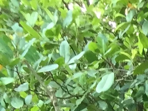 Monkeys in the Mangroves of the Kilim Geoforest Park During a Private Langkawi Cruise to Tanjung Rhu