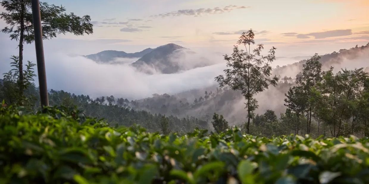 Coffee plantation and coffee processing