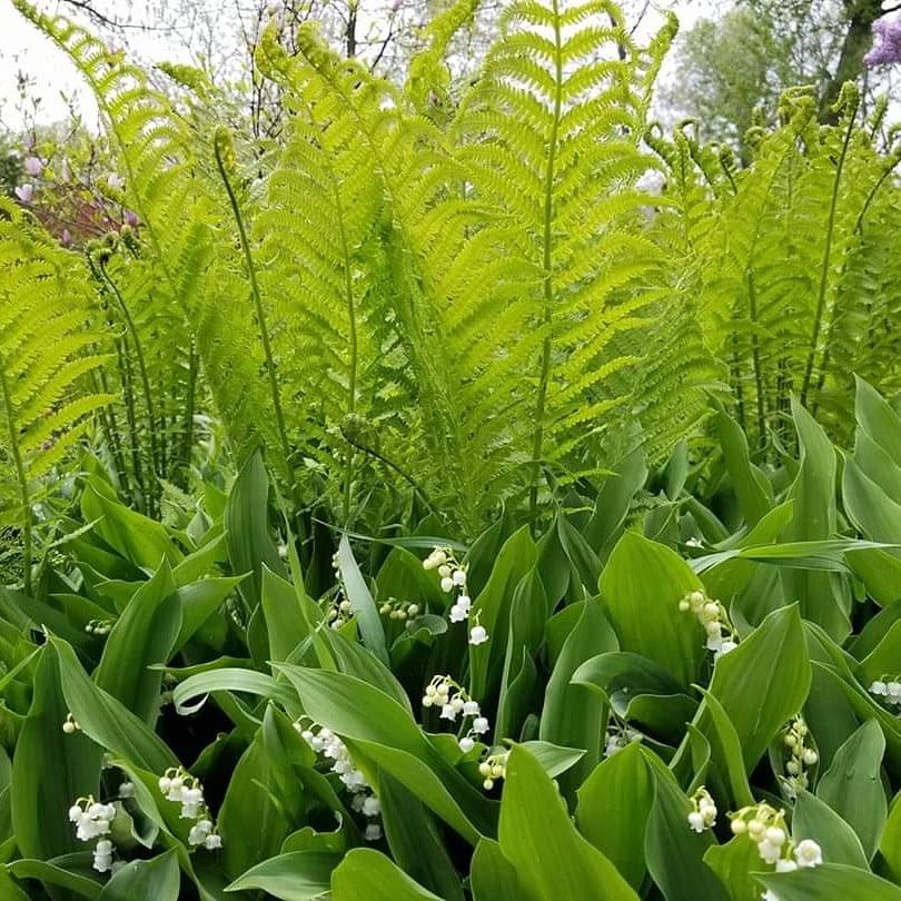 Curly Willow Branches (10 stems/bunch)