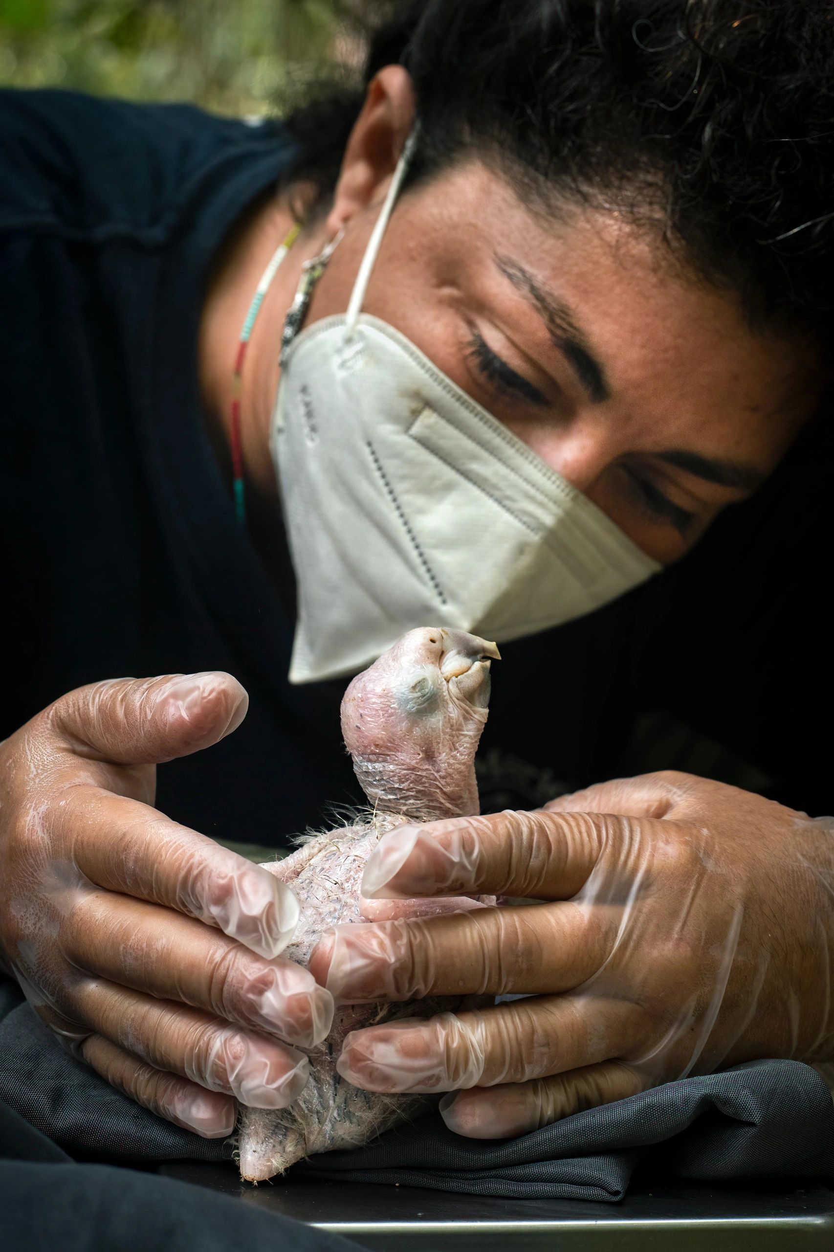Persona con mascarilla cuidando un ave enferma.