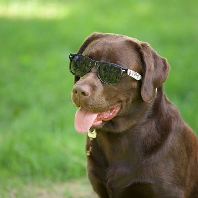 Sunglasses
Dog
Ancaster eye clinic
SUNGLASS cove
Doctors of optometry
Optometrist 