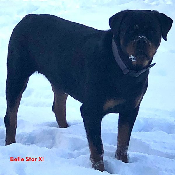 Belle Star XI