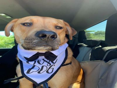 Dog Wedding Attendant