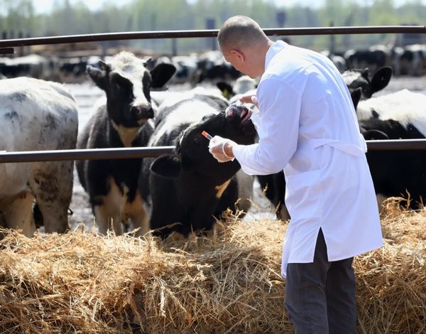 A veterinarian in a white coat examines a cow on a farm.
