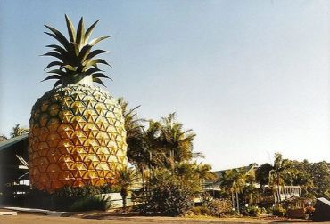 Big Pineapple Woombye