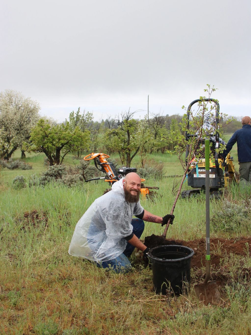 Soggy volunteer, Brandon Green, holding an Apricot tree.