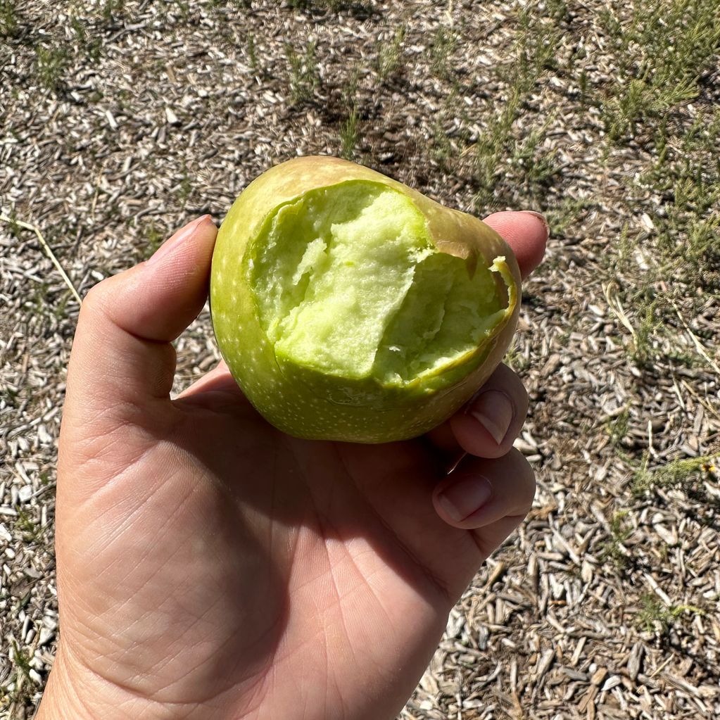 Biting in to a dry apple Sept 2025