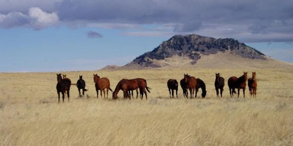 CHERAY  Equestrian Living