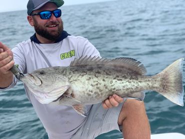 The gag grouper, also known as velvet rockfish, the gag, or charcoal belly
