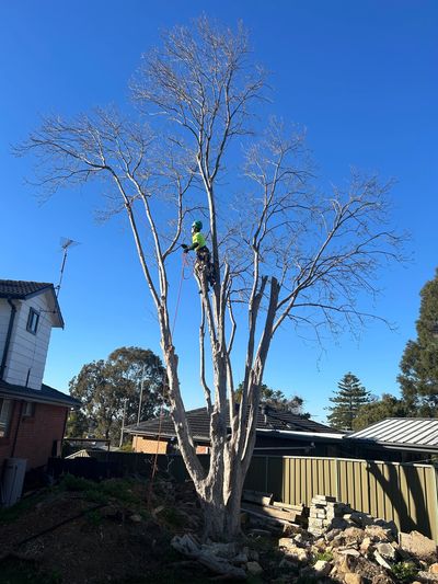 Large tree removal completed safely in Penrith NSW