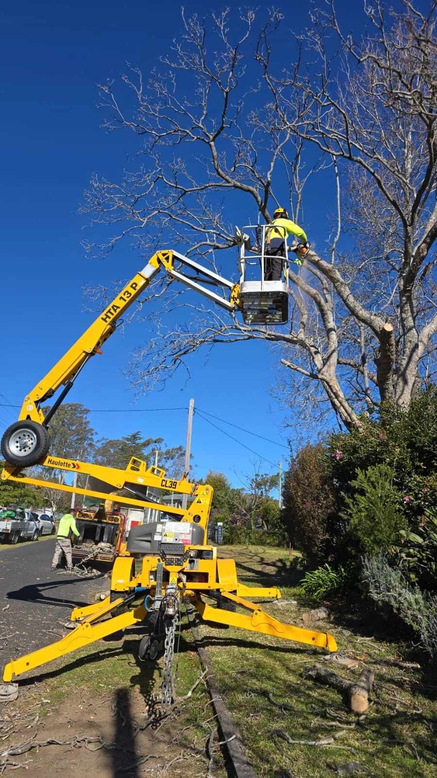 Tree Removal & Stump Grinding Sydney | Sydney Tree Services
