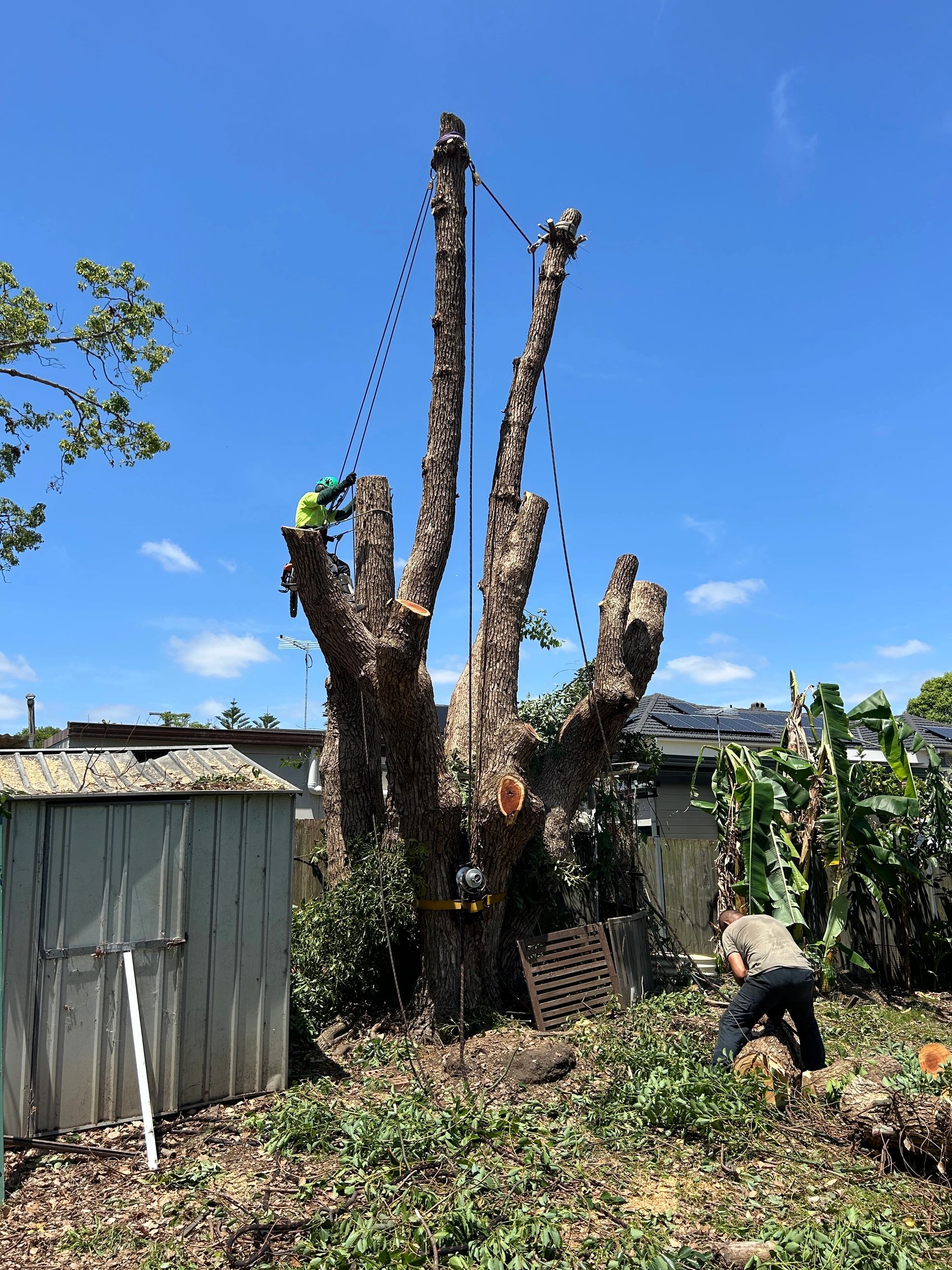  Large tree removal in Penrith backyard NSW