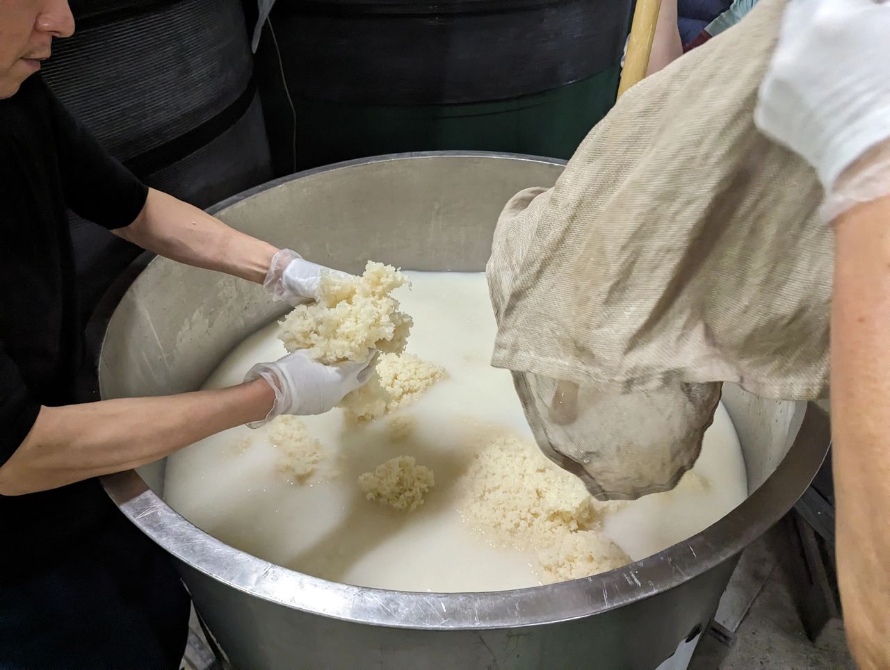 hands adding rice to a container for making the moto or shubo in the process of making Japanese sake
