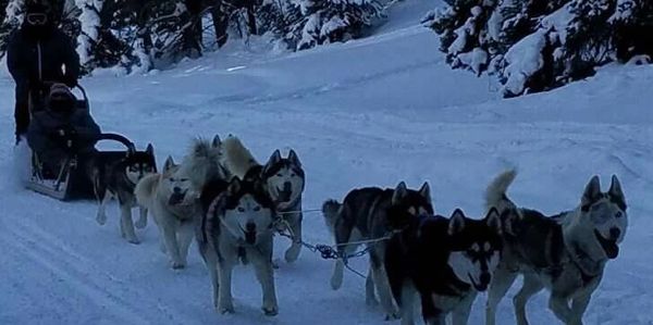 Dog Sledding