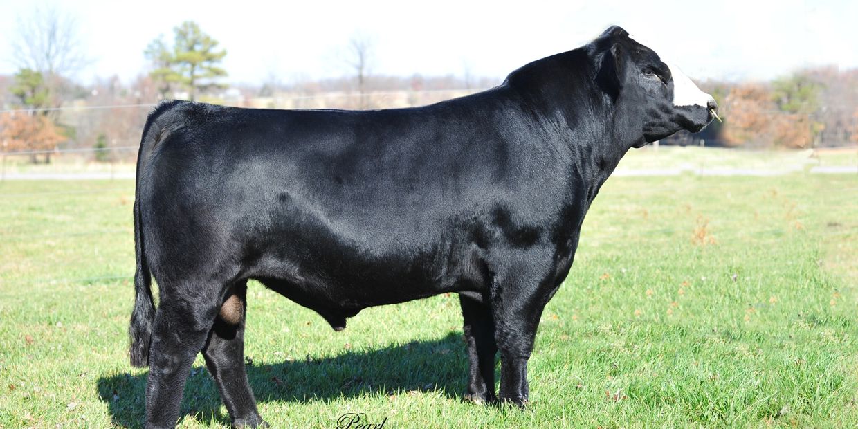 Tulsa State Fair, Junior Breeding Heifers – MaineTainer