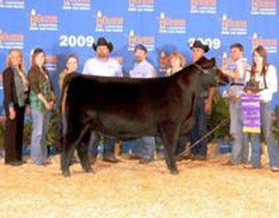 Tulsa State Fair, Junior Breeding Heifers – MaineTainer