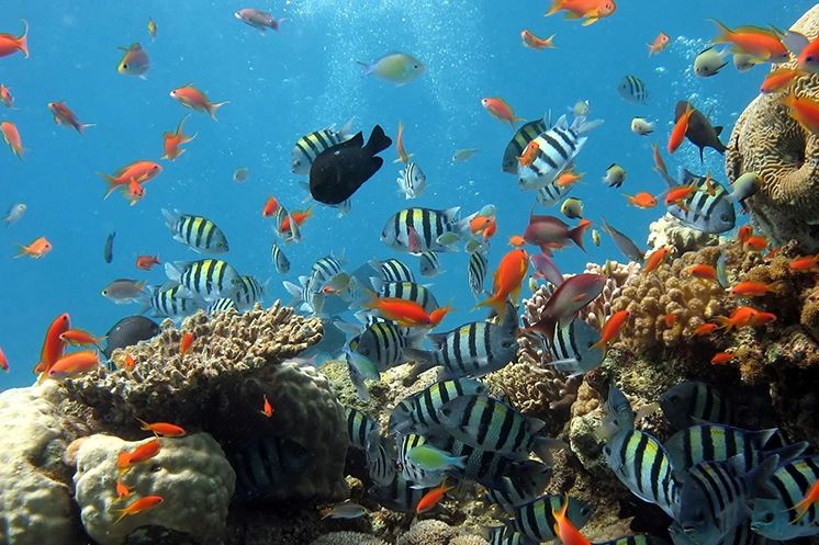 Colorful fish swim around coral reefs in clear ocean water.