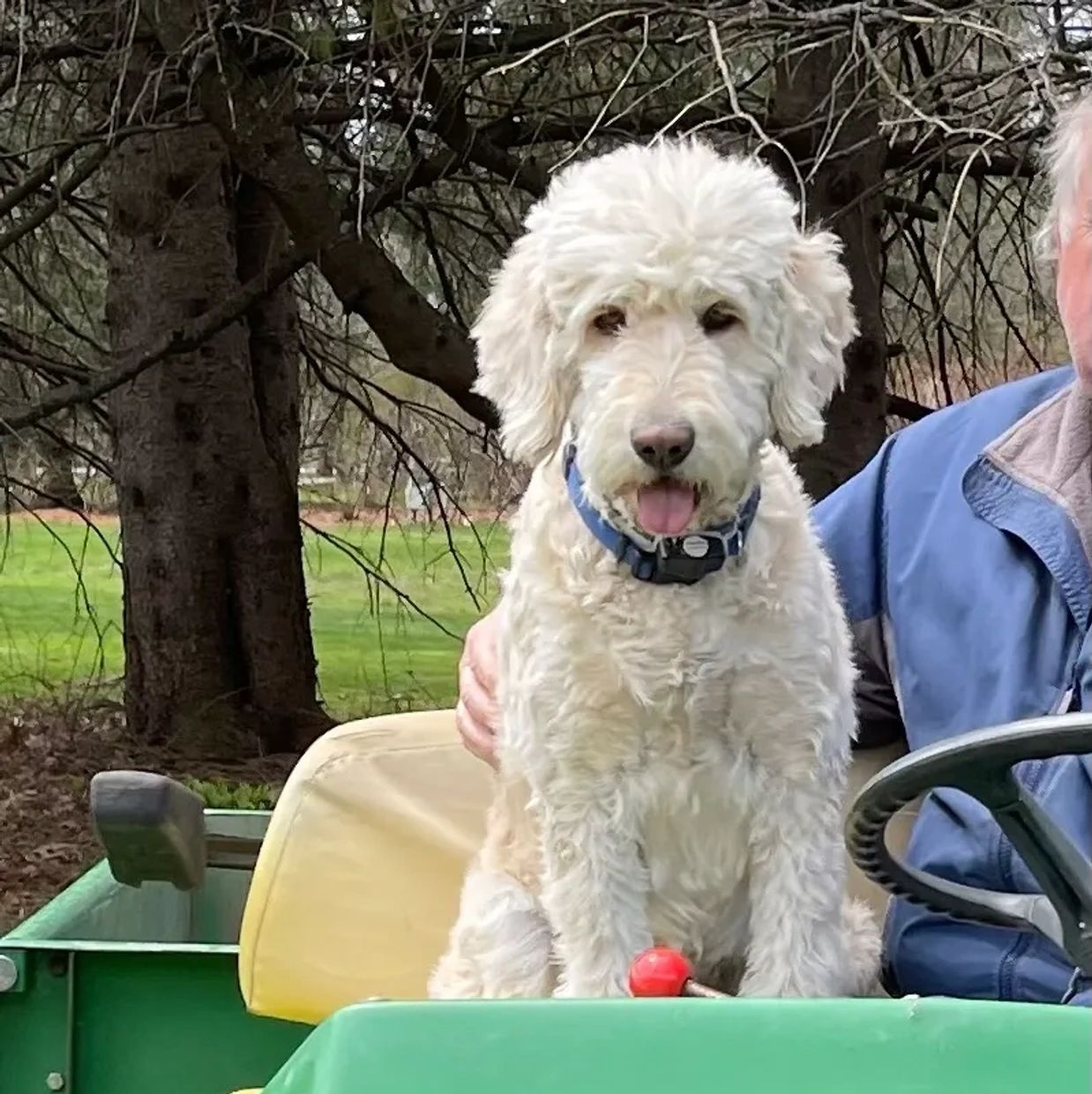 our-girls-grant-us-poodles-doodles