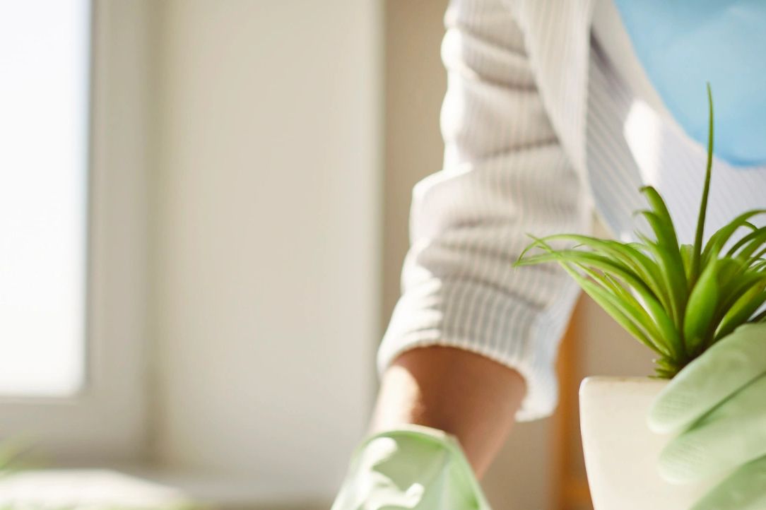 Person wearing gloves tending to a small potted plant indoors.