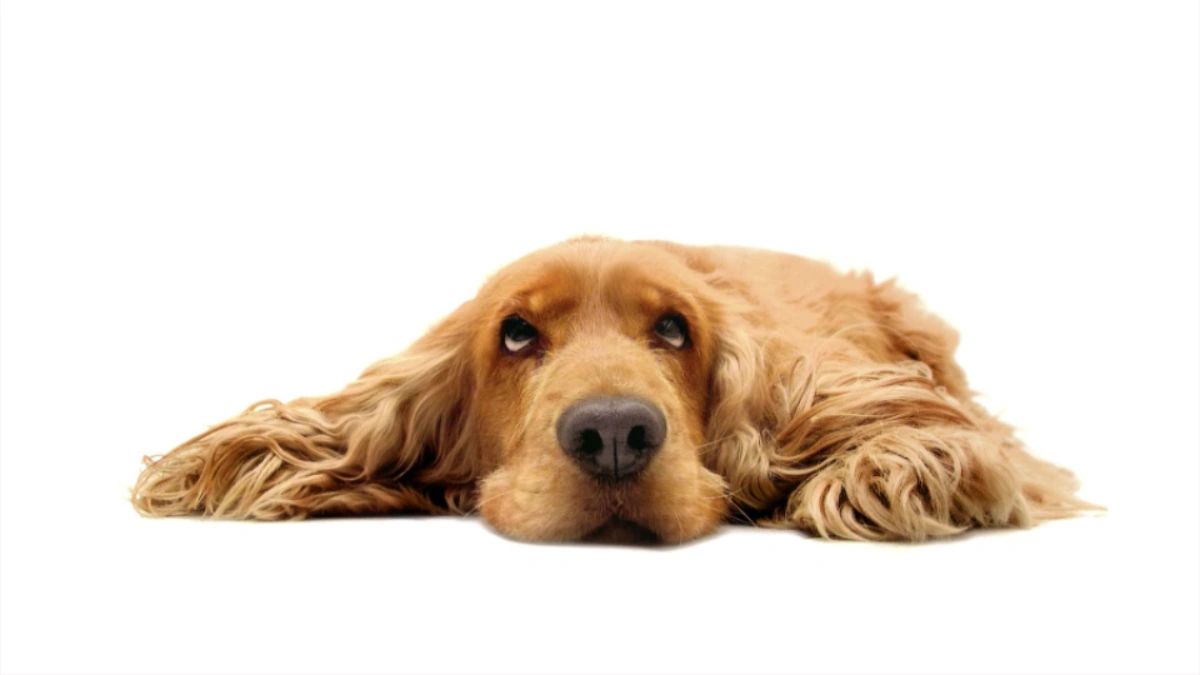 Why Did I get Complacent?