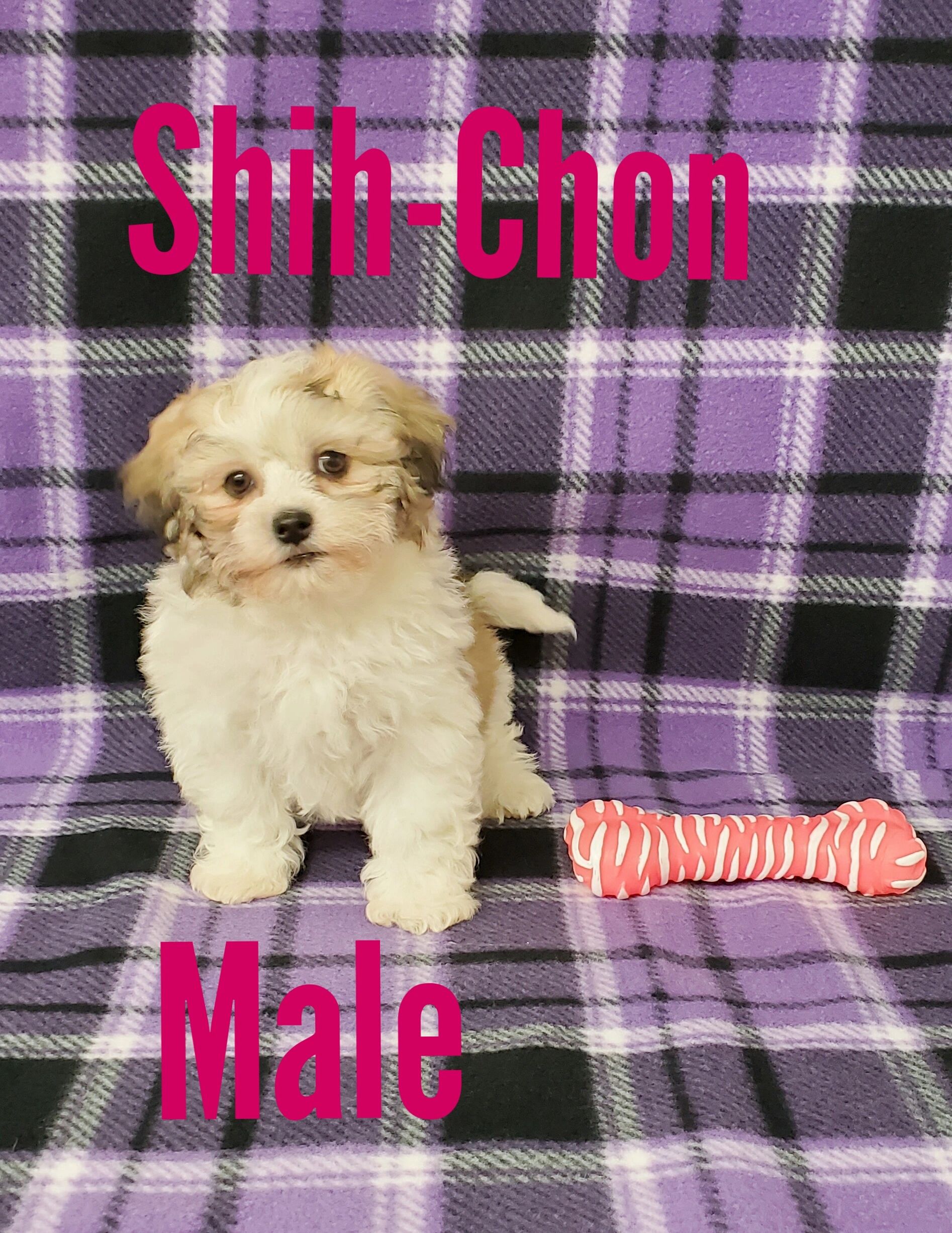 Ohio Puppy Puppies, Cute Puppies, Puppies for Sale