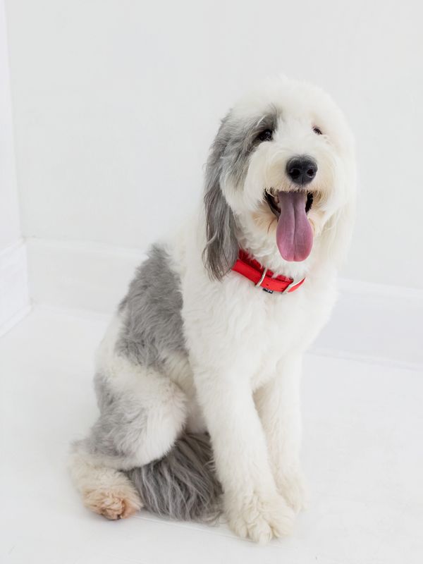 Fluffy white and gray dog with red collar sitting and panting.