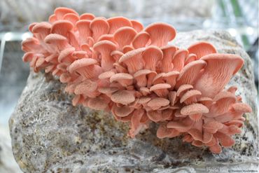 Pink Oyster growing